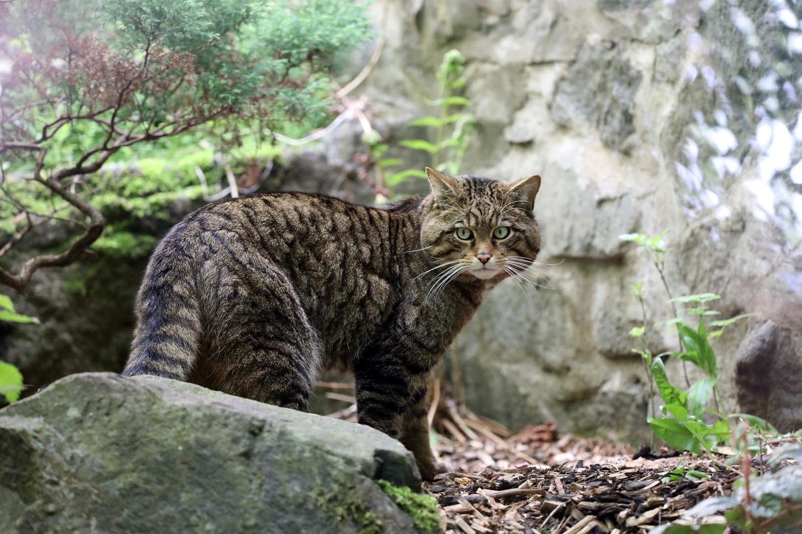 Wildcat at Edinburgh Zoo looking at the camera IMAGE: Amy Middleton (2023)